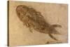 Fossil Salamander-null-Stretched Canvas