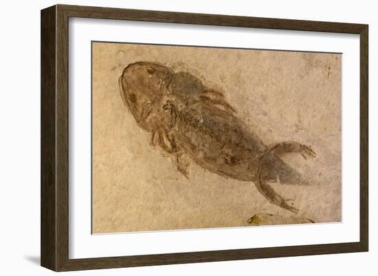 Fossil Salamander-null-Framed Photographic Print