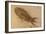 Fossil Salamander-null-Framed Photographic Print