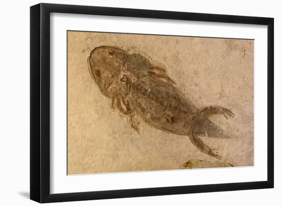 Fossil Salamander-null-Framed Photographic Print