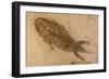 Fossil Salamander-null-Framed Photographic Print