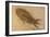 Fossil Salamander-null-Framed Photographic Print