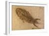 Fossil Salamander-null-Framed Photographic Print