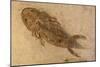 Fossil Salamander-null-Mounted Photographic Print