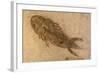 Fossil Salamander-null-Framed Photographic Print