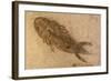 Fossil Salamander-null-Framed Photographic Print