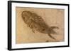 Fossil Salamander-null-Framed Photographic Print