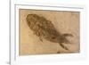 Fossil Salamander-null-Framed Photographic Print