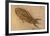 Fossil Salamander-null-Framed Photographic Print