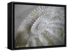 Fossil Shells I-Nicole Katano-Framed Stretched Canvas