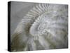 Fossil Shells I-Nicole Katano-Stretched Canvas