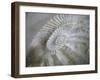 Fossil Shells I-Nicole Katano-Framed Photo