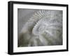 Fossil Shells I-Nicole Katano-Framed Photo