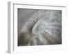 Fossil Shells I-Nicole Katano-Framed Photo