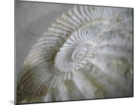 Fossil Shells I-Nicole Katano-Mounted Photo