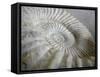 Fossil Shells II-Nicole Katano-Framed Stretched Canvas