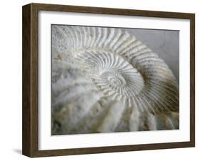 Fossil Shells II-Nicole Katano-Framed Photo