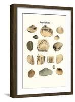 Fossil Shells-James Parkinson-Framed Art Print