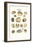 Fossil Shells-James Parkinson-Framed Art Print