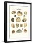 Fossil Shells-James Parkinson-Framed Art Print