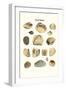 Fossil Shells-James Parkinson-Framed Art Print