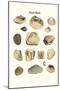 Fossil Shells-James Parkinson-Mounted Art Print