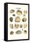 Fossil Shells-James Parkinson-Framed Stretched Canvas