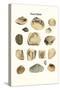 Fossil Shells-James Parkinson-Stretched Canvas