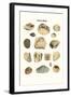 Fossil Shells-James Parkinson-Framed Art Print