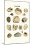 Fossil Shells-James Parkinson-Mounted Art Print