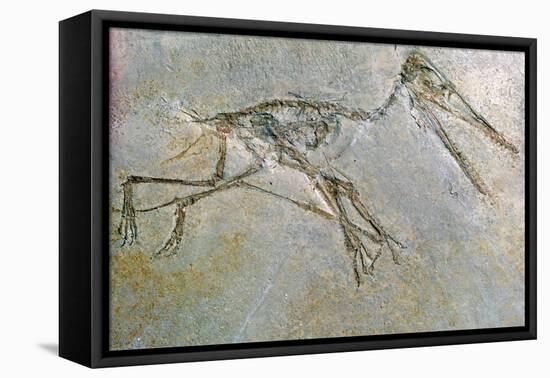 Fossil skeleton of a Pteradactyl-Unknown-Framed Stretched Canvas