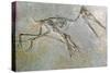 Fossil skeleton of a Pteradactyl-Unknown-Stretched Canvas