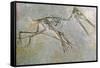 Fossil skeleton of a Pteradactyl-Unknown-Framed Stretched Canvas