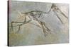 Fossil skeleton of a Pteradactyl-Unknown-Stretched Canvas