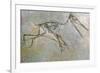 Fossil skeleton of a Pteradactyl-Unknown-Framed Giclee Print