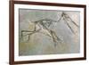 Fossil skeleton of a Pteradactyl-Unknown-Framed Giclee Print