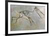 Fossil skeleton of a Pteradactyl-Unknown-Framed Giclee Print