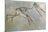 Fossil skeleton of a Pteradactyl-Unknown-Mounted Giclee Print