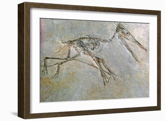 Fossil skeleton of a Pteradactyl-Unknown-Framed Giclee Print