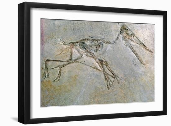 Fossil skeleton of a Pteradactyl-Unknown-Framed Giclee Print