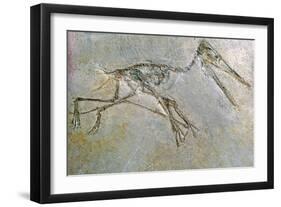 Fossil skeleton of a Pteradactyl-Unknown-Framed Giclee Print