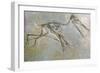 Fossil skeleton of a Pteradactyl-Unknown-Framed Giclee Print