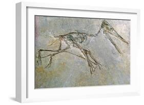 Fossil skeleton of a Pteradactyl-Unknown-Framed Giclee Print