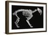 Fossil skeleton of a sabre-toothed tiger-Unknown-Framed Giclee Print