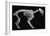 Fossil skeleton of a sabre-toothed tiger-Unknown-Framed Giclee Print