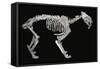 Fossil skeleton of a sabre-toothed tiger-Unknown-Framed Stretched Canvas