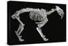 Fossil skeleton of a sabre-toothed tiger-Unknown-Stretched Canvas