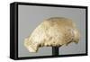 Fossil Skullcap of Java Man Hominin-null-Framed Stretched Canvas