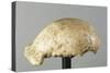 Fossil Skullcap of Java Man Hominin-null-Stretched Canvas