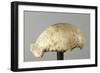 Fossil Skullcap of Java Man Hominin-null-Framed Giclee Print